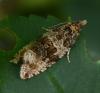 Orthotaenia undulana